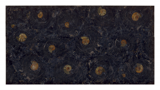 PETRIFIED WOOD BLACK WITH AMMONITES 20MM