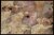 КВАРЦИТ PATAGONIA SCARLET 20MM